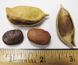   Fruits,nbsp;seeds:   Millettia pinnata , a dehiscing pod (upper left), the inside of a half of a pod (right), and 2 seeds; Photo by N. Diaz, USDA APHIS PPQ, imageID.idtools.org

